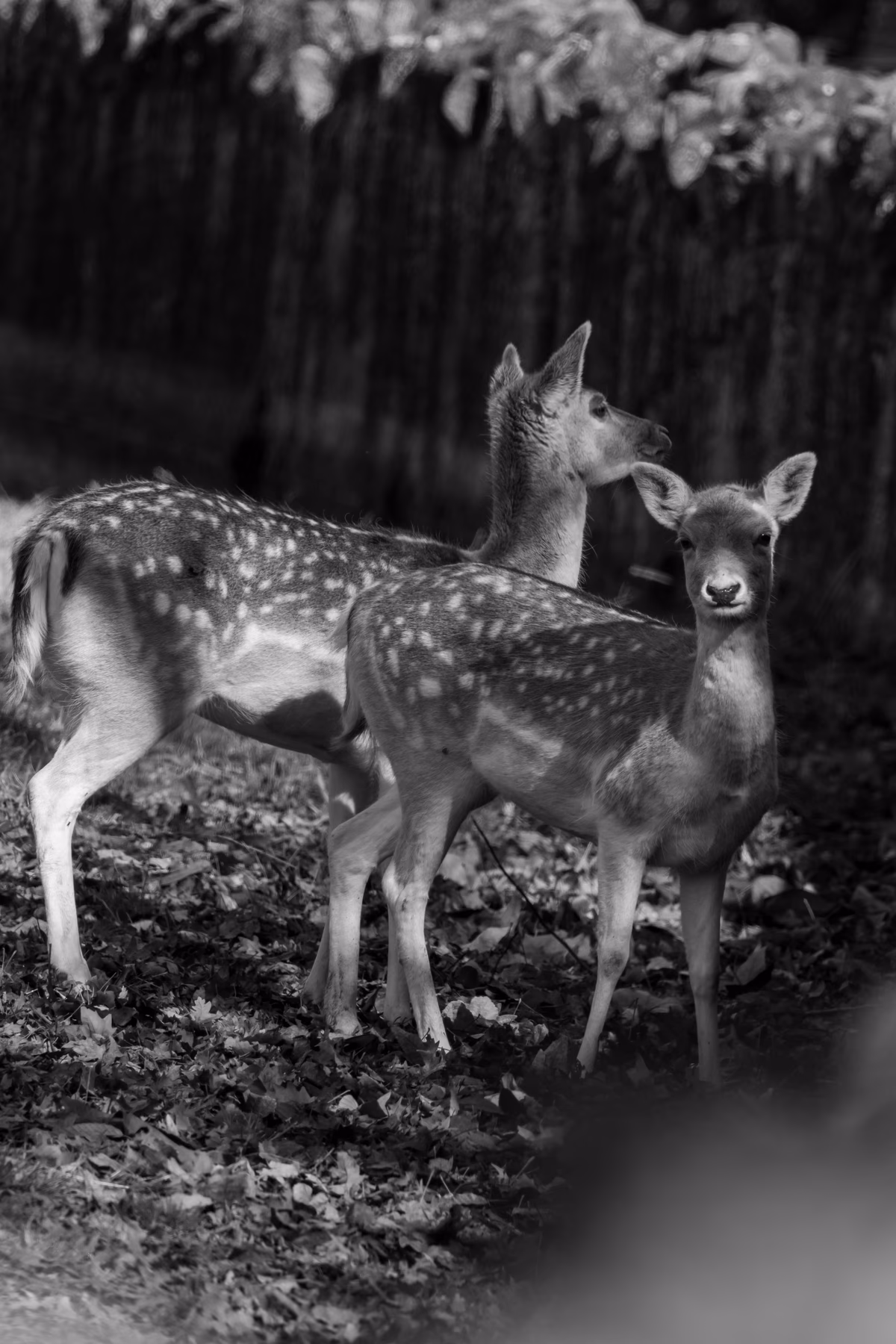 Photo animalière par Océane Torres photographe Auvergne-Rhône-Alpes - 9